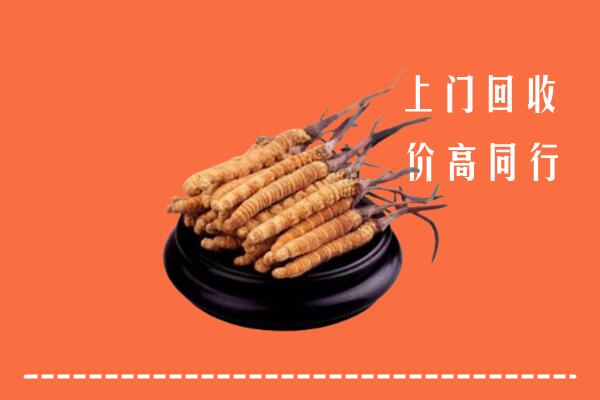 高价求购：普洱回收散虫草